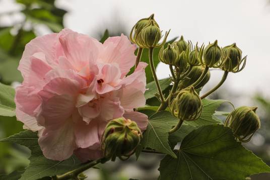 木芙蓉