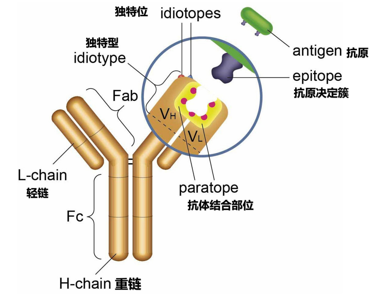 图1 抗体结构 