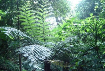 孑遗植物剌桫椤