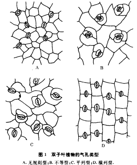 双子叶植物的气孔类型