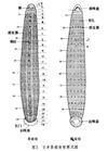 日本医蛭