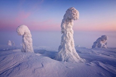 北极圈独特景观 雪树