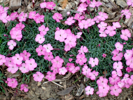 拉布尔布勒'La Bourboule Pink'