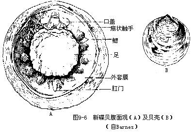 新碟贝