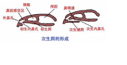 次生腭的形成