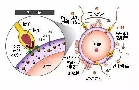 卵细胞和精子结合过程 来源于百度图库