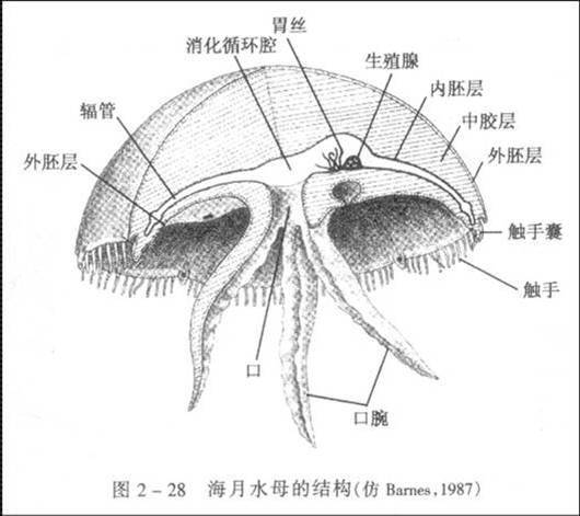 钵水母纲