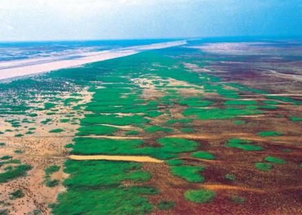 黄河口生态湿地