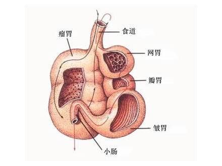 皱胃