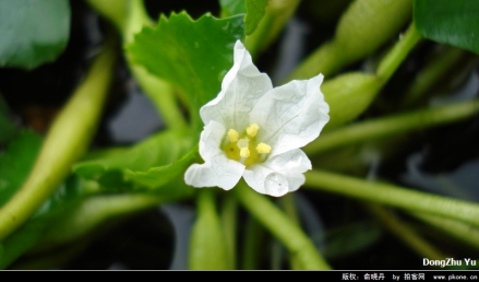 菱角花