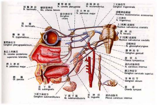 副交感神经系统