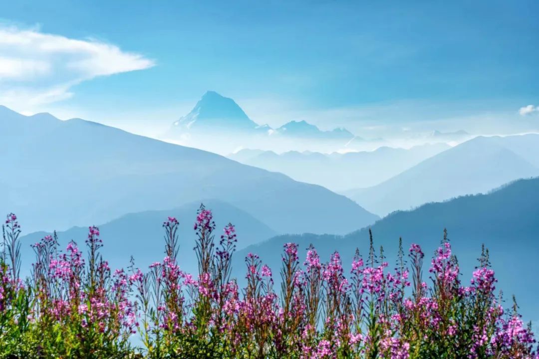 贡嘎山植被图