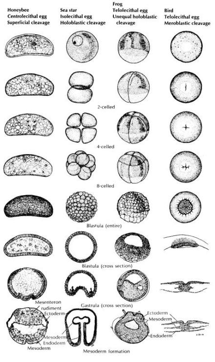 图2 胚胎发育