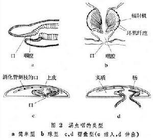 涡虫纲