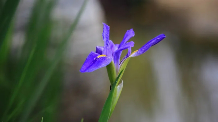 玉蝉花