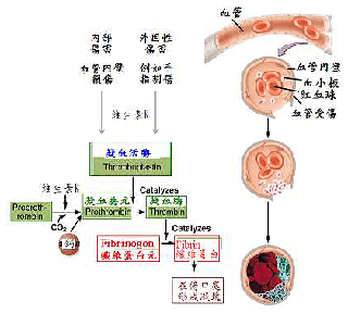 图2 维生素K凝血作用