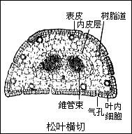 角质层