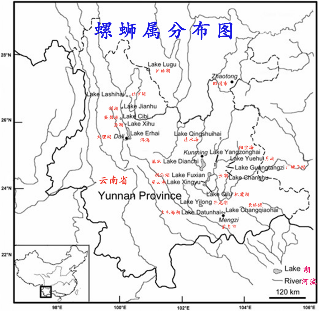 螺蛳属分布图 