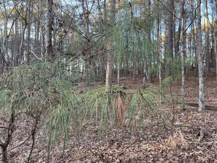 松属植物