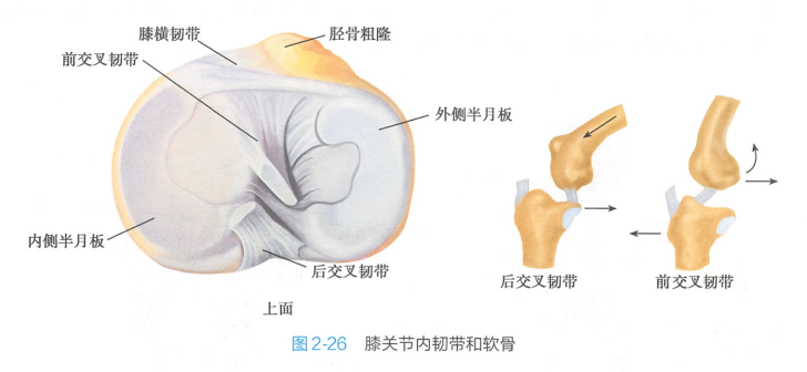 膝关节内韧带和软骨