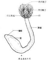 帚形动物门