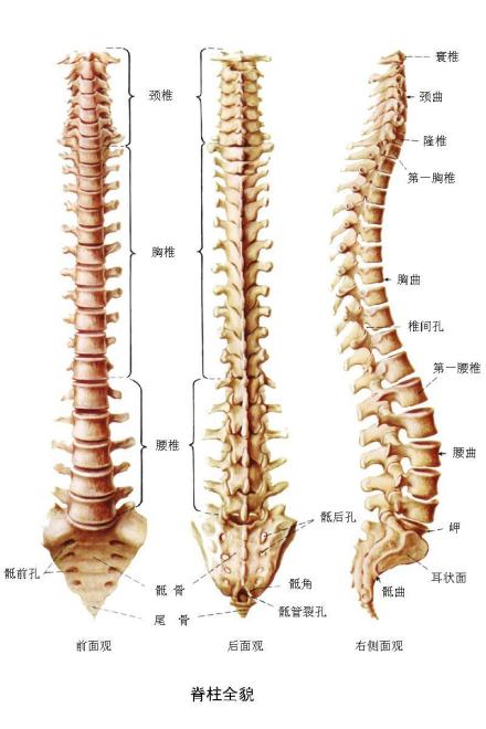 高等动物