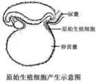 原始生殖细胞产生示意图