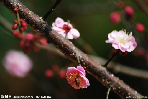 梅花