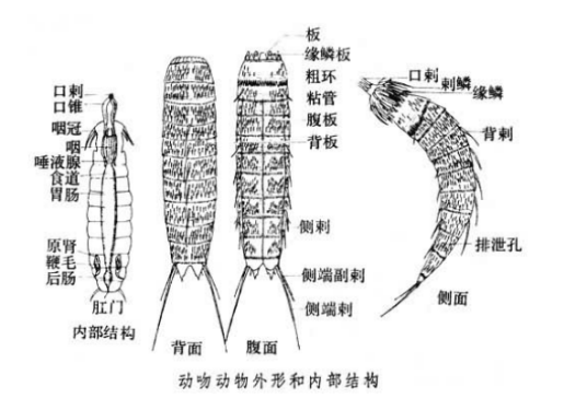 动吻动物门