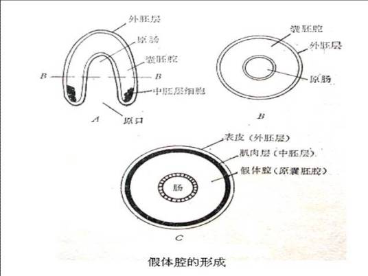 假体腔