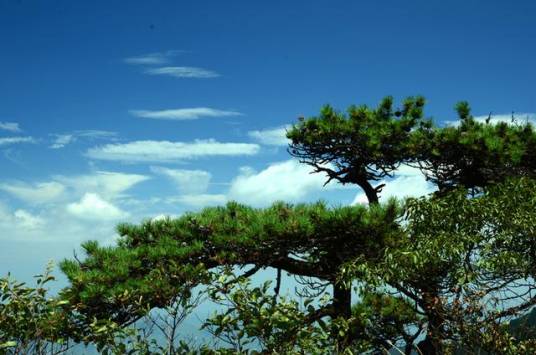 高山松