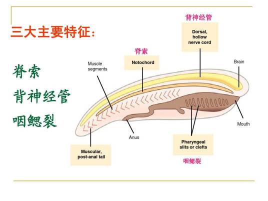 脊索动物门