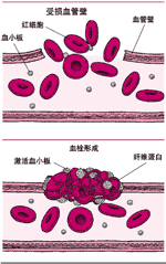 图3 维生素K的生化作用