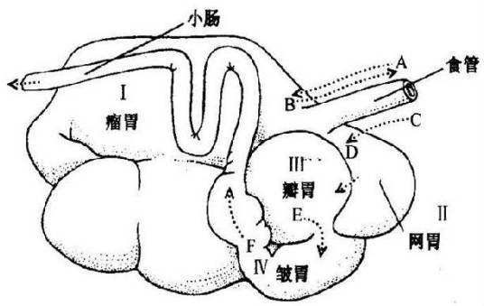 网胃