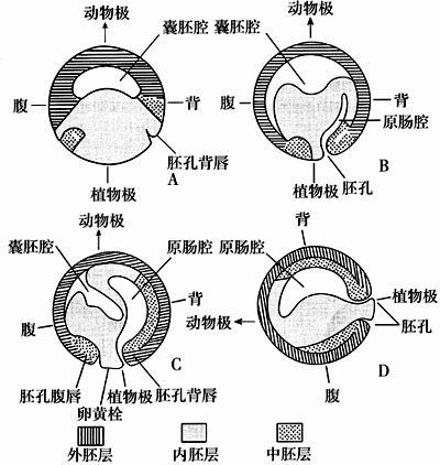 原肠腔形成的原因