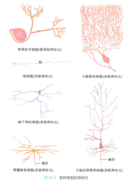 神经元的类型 