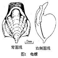 翼足目