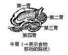 反刍胃