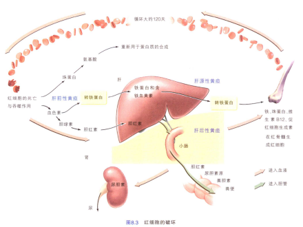 红细胞的破环 