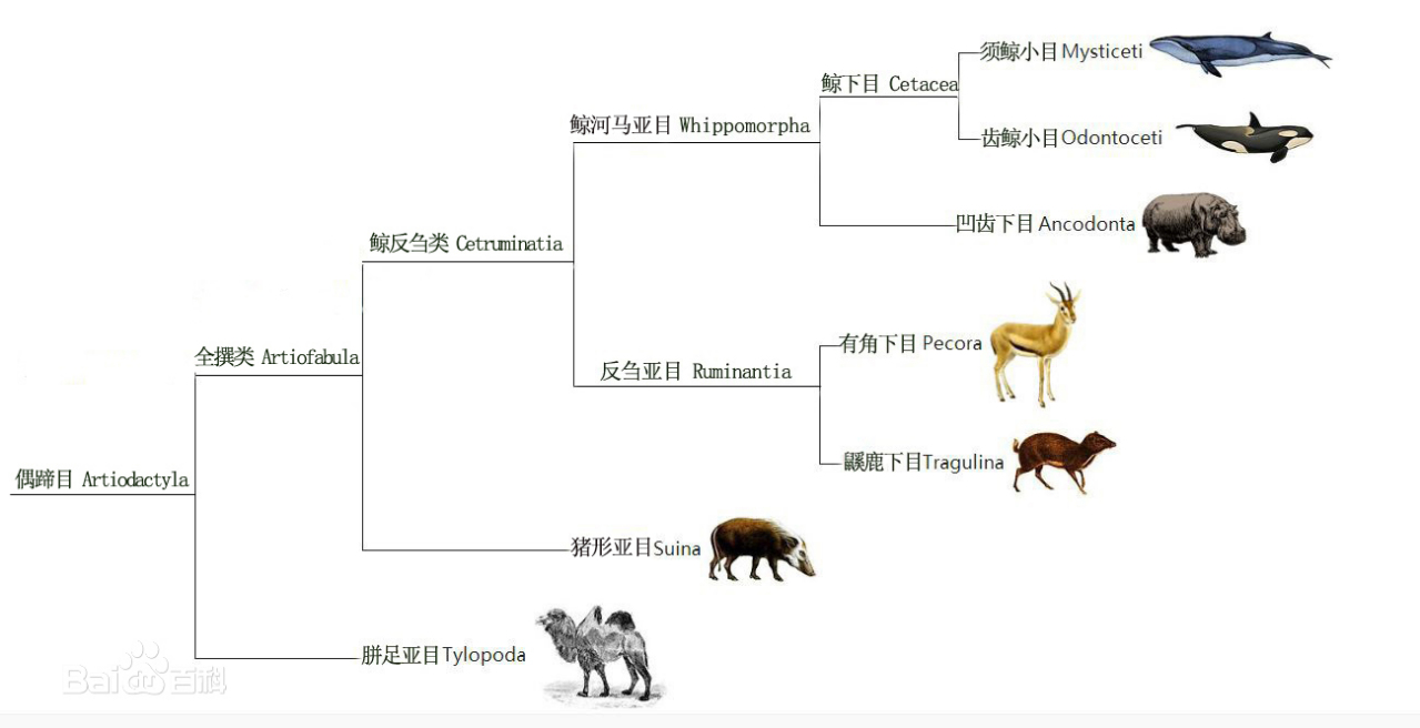 偶蹄目内部的分化关系 