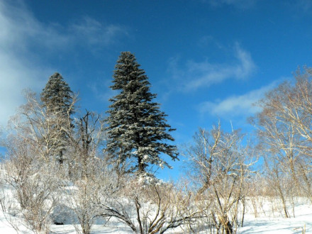 亚布力滑雪旅游度假区风景图片