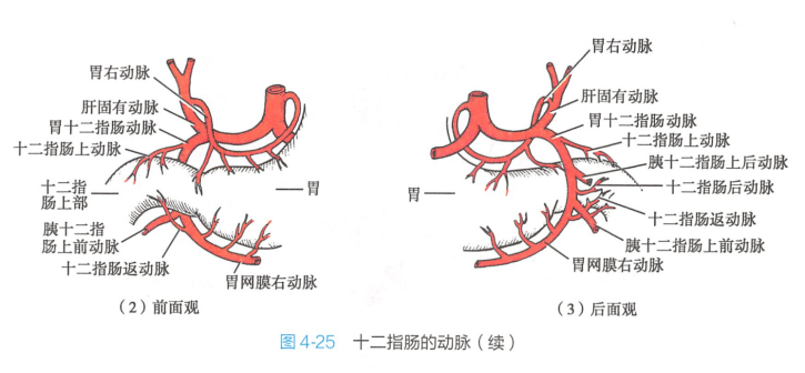 十二指肠的动脉