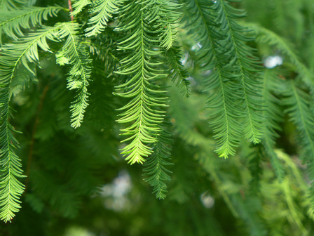 孑遗植物