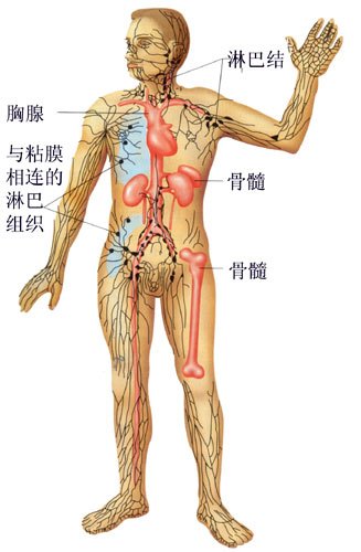 免疫系统