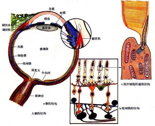 视觉器官