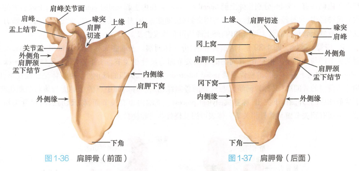 肩胛骨