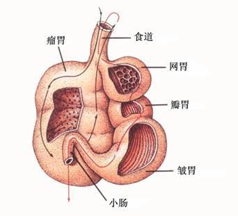 反刍亚目的胃（箭头表示食物的流动方向） 