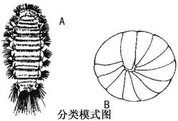 多足纲