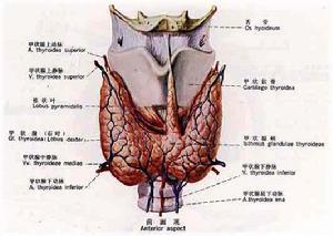 甲状腺