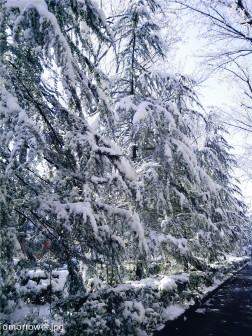 北语2013春雪